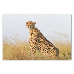 Cheetah Tissue Paper