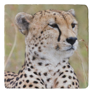 Cheetah Trivet