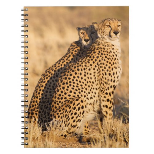 Cheetah Two males Notebook