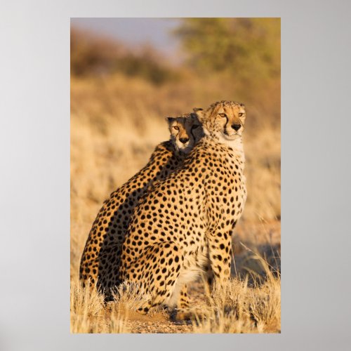 Cheetah Two Males Poster