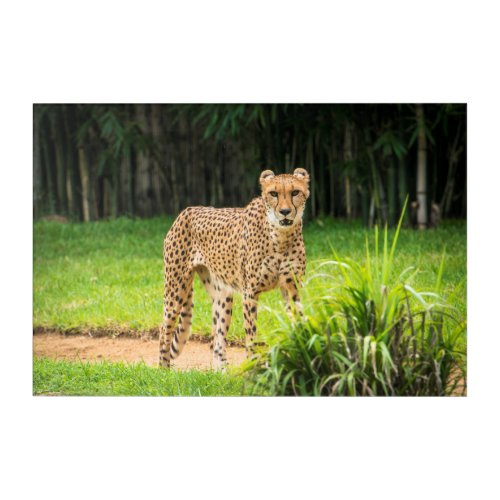 Cheetah Walks along a Path Acrylic Print