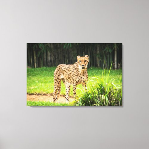 Cheetah Walks along a Path Canvas Print