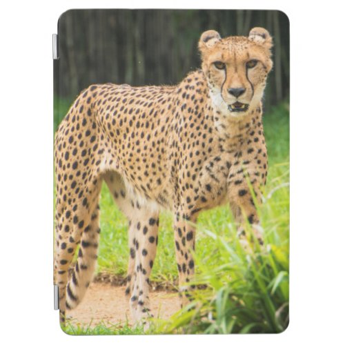 Cheetah Walks along a Path iPad Air Cover