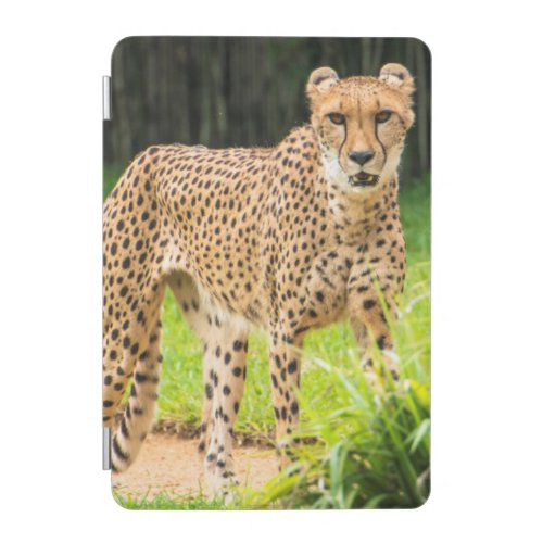 Cheetah Walks along a Path iPad Mini Cover