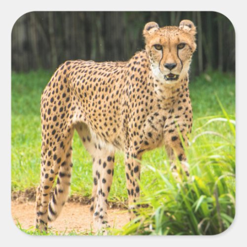 Cheetah Walks along a Path Square Sticker