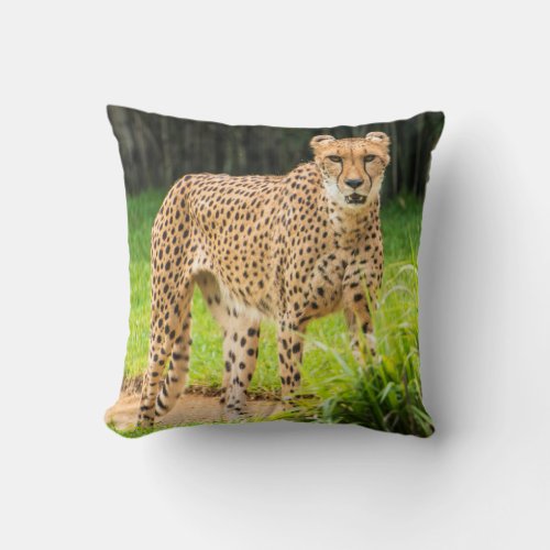 Cheetah Walks along a Path Throw Pillow
