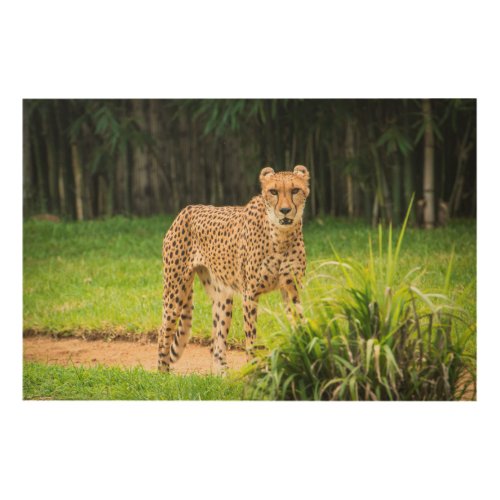 Cheetah Walks along a Path Wood Wall Decor