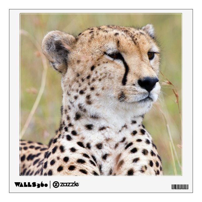 Cheetah Wall Decal (Front)