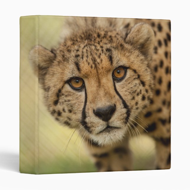 Cheetah - Wild Animal 3 Ring Binder (Front/Spine)