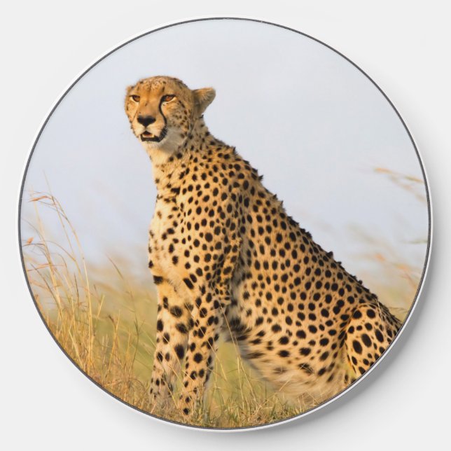 Cheetah wild animal Big Cat photo Wireless Charger (Front)