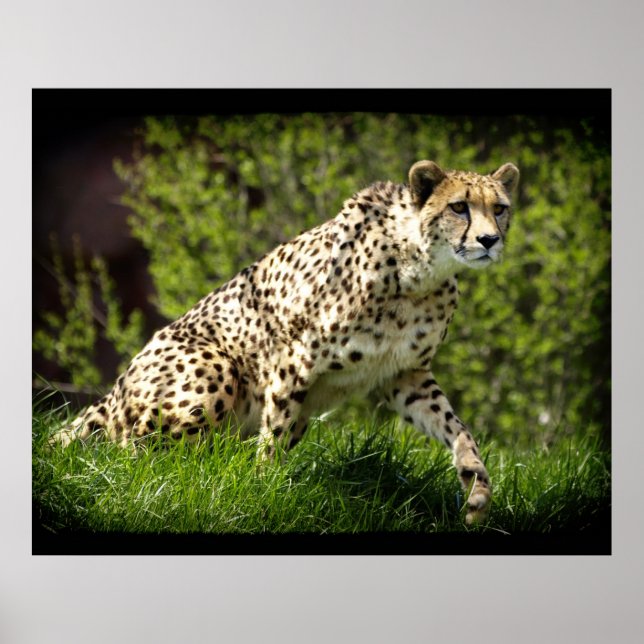 Cheetah Wild Cat Animal-Lover Wildlife Poster (Front)
