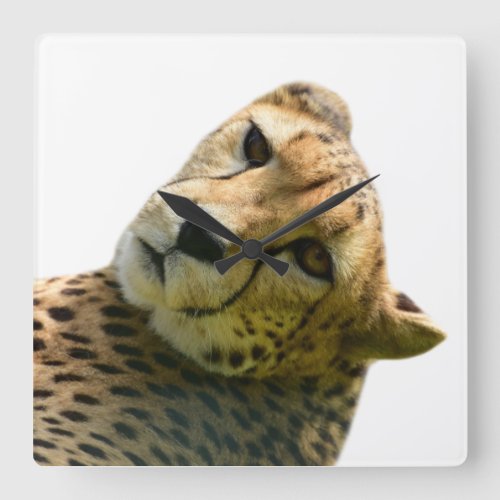 Cheetah wild jungle animal peekaboo photo square wall clock