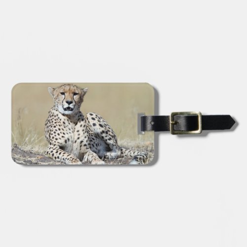 Cheetah wildlife photography Africa Safari animal Luggage Tag