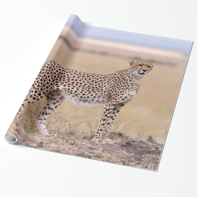 Cheetah Wrapping Paper (Unrolled)