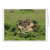 Cheetahs (Front Horizontal)