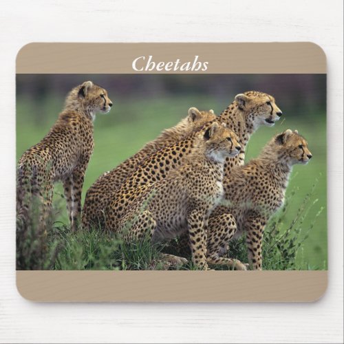 Cheetahs at wildlife reserve mouse pad