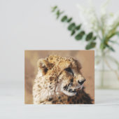 Cheetahs beauty in Africa (Standing Front)