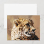 Cheetahs beauty in Africa (Front/Back)