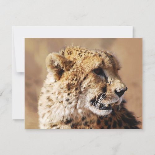 Cheetahs beauty in Africa Personalized Invites