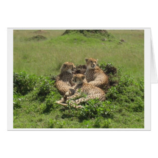 Cheetahs Cards