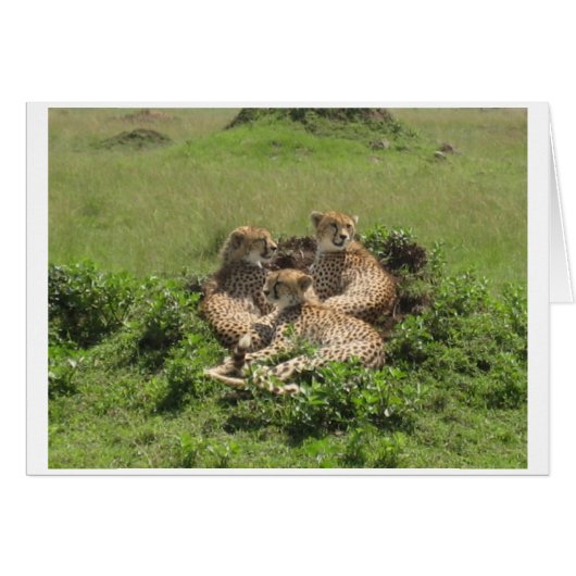 Cheetahs Cards (Front Horizontal)