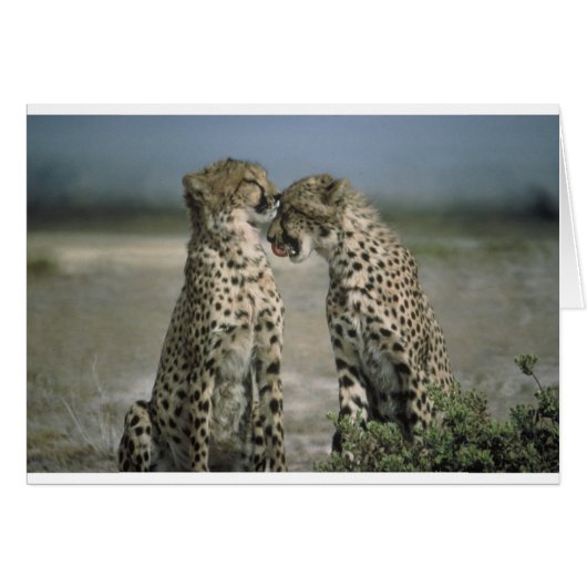 cheetahs cards (Front Horizontal)