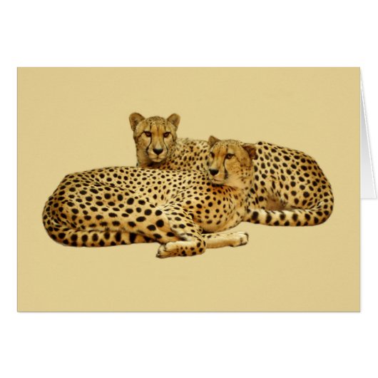 Cheetahs Cards (Front Horizontal)