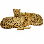 Cheetahs Cutout<br><div class="desc">Cut out photo of cheetahs lounging. Customizable background color under "customize it"> edit > background</div>