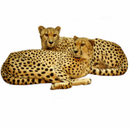 Cheetahs Cutout