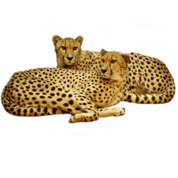 Cheetahs Cutout by warrior_woman at Zazzle