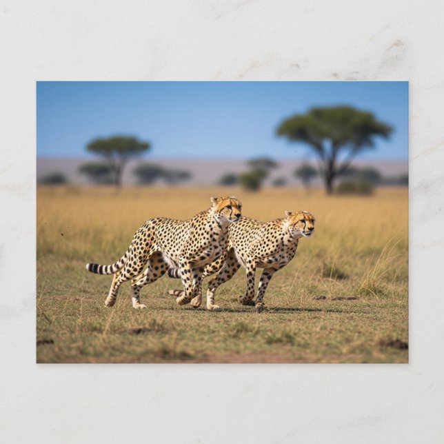 Cheetahs in Serengeti National Park Tanzania Postcard (Front)
