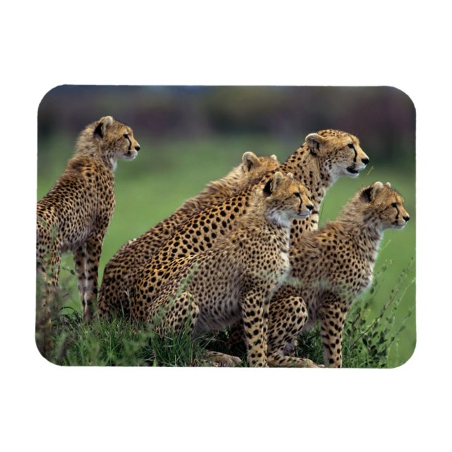 Cheetahs Magnet (Horizontal)