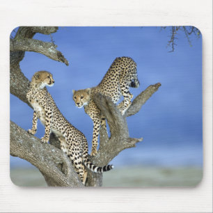 Cheetahs Mouse Pad