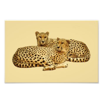 Cheetahs Photo Print by warrior_woman at Zazzle
