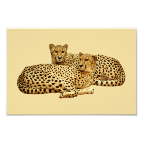 Cheetahs Photo Print
