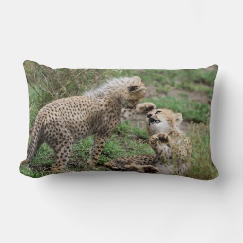 Cheetahs Playing Pillow