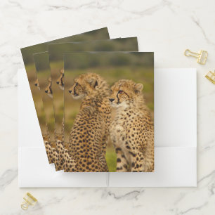 Cheetahs Pocket Folder