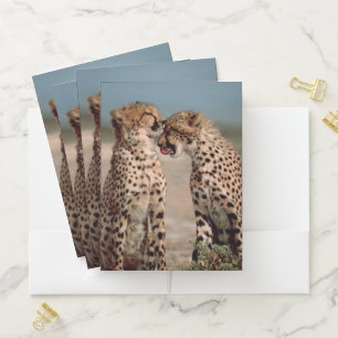 Cheetahs Pocket Folder