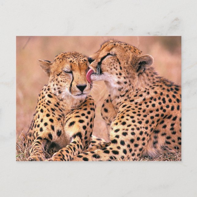 Cheetahs Postcard (Front)