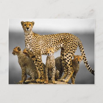 Cheetahs Postcard by NatureTales at Zazzle