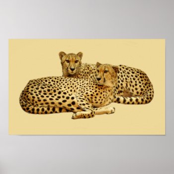 Cheetahs Poster by warrior_woman at Zazzle