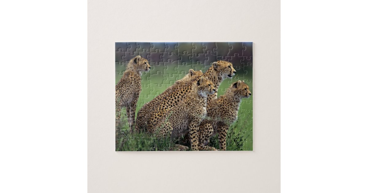 Cheetahs Puzzle | Zazzle