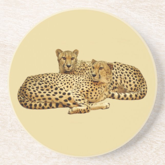 Cheetahs Sandstone Coaster (Front)
