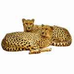 Cheetahs Statuette<br><div class="desc">Cut out photo of cheetahs lounging. Customizable background color under "customize it"> edit > background</div>