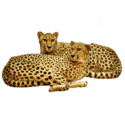 Cheetahs Statuette