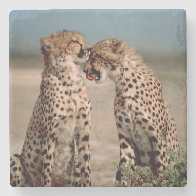 Cheetahs Stone Coaster (Front)