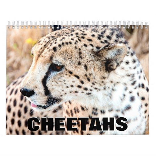 Cheetahs Wall Calendar