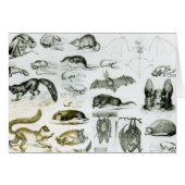 Cheiroptera, Insectivora (Front Horizontal)