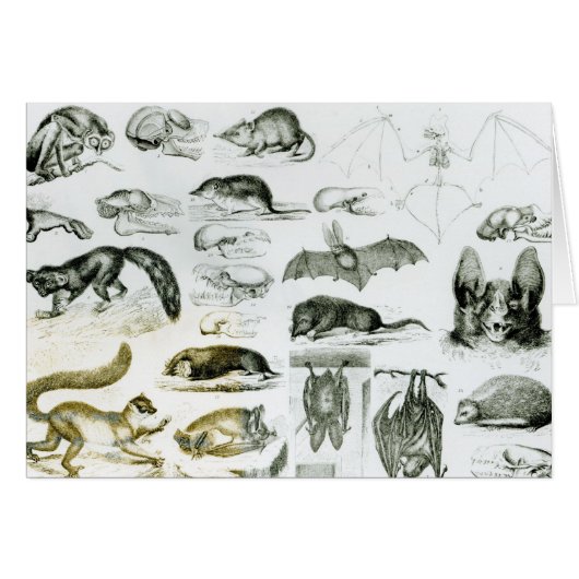 Cheiroptera, Insectivora Cards (Front Horizontal)