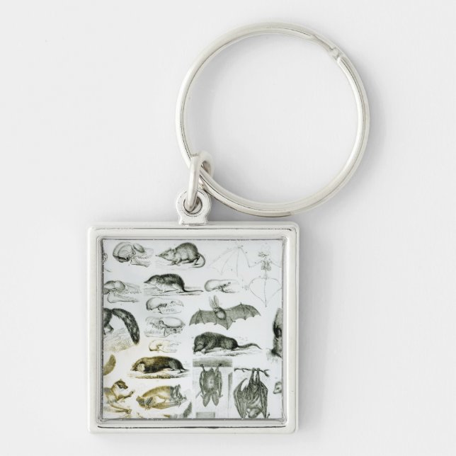 Cheiroptera, Insectivora Keychain (Front)